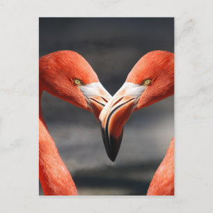 The elegent birds - the symbol for love postcard