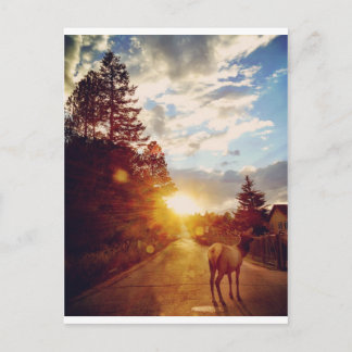 The Elk Postcard
