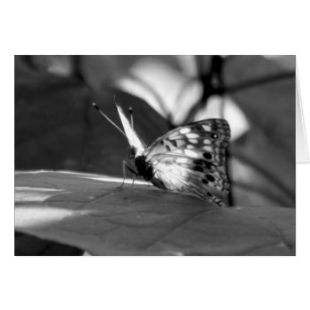"the Emerging One" Butterfly Photography by time2see at Zazzle