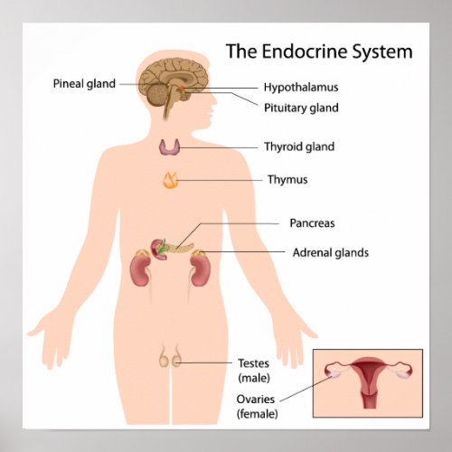 The endocrine system Poster