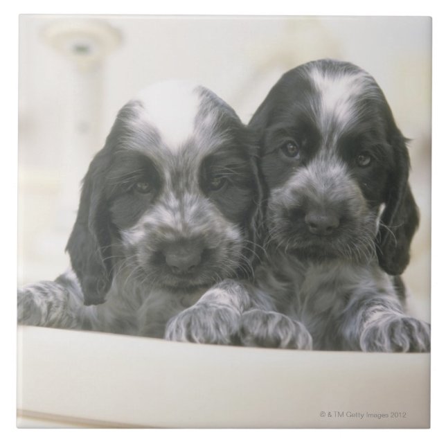 The English Cocker Spaniel is a breed of dog. It Tile (Front)