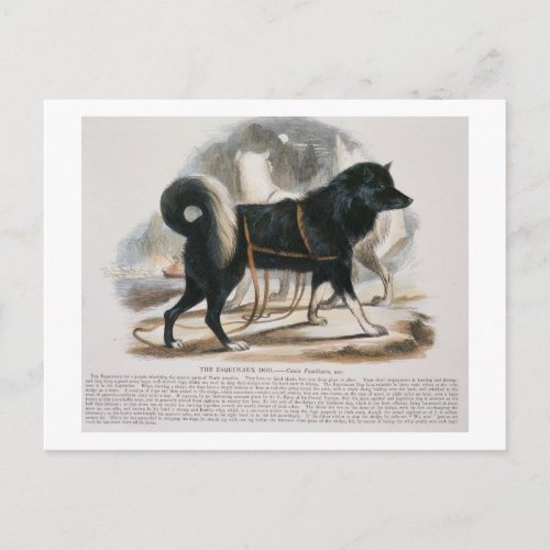 The Esquimaux Dog Canis familiaris educational i Postcard