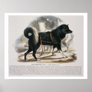 The Esquimaux Dog (Canis familiaris) educational i Poster