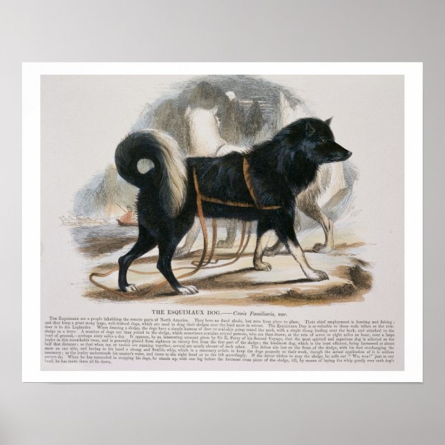 The Esquimaux Dog (Canis familiaris) educational i Poster (Front)