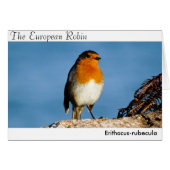 The European Robin (Front Horizontal)