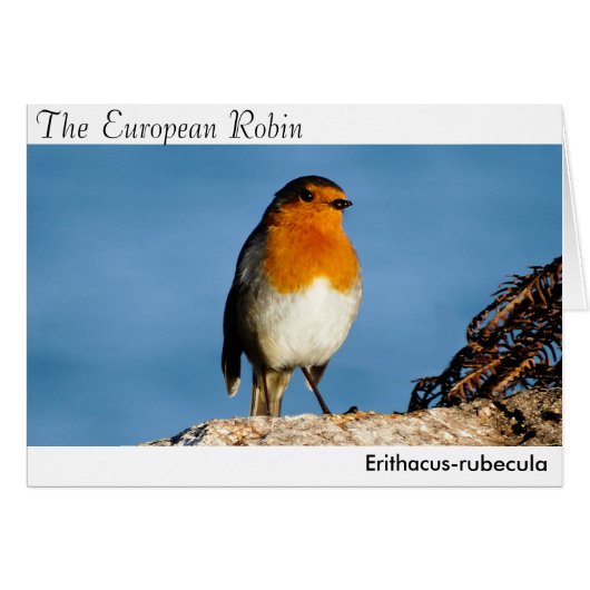 The European Robin Cards (Front Horizontal)