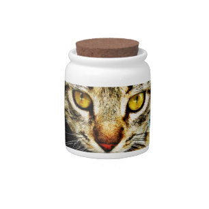 The expressive look of a domestic cat candy jar