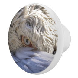 The Eye of a Pelican Ceramic Knob
