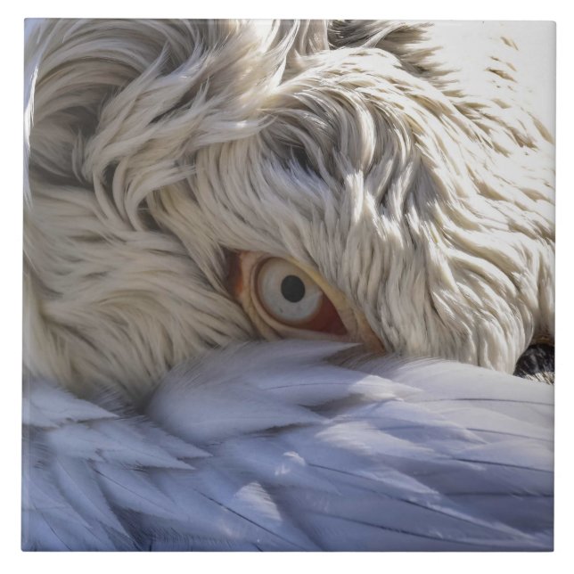 The Eye of a Pelican Ceramic Tile (Front)