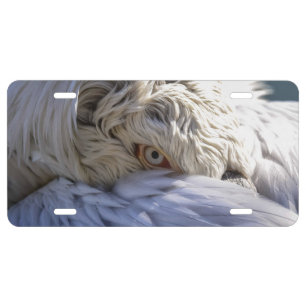 The Eye of a Pelican License Plate
