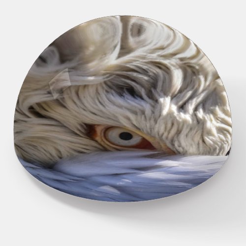 The Eye of a Pelican Paperweight