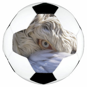 The Eye of a Pelican Soccer Ball