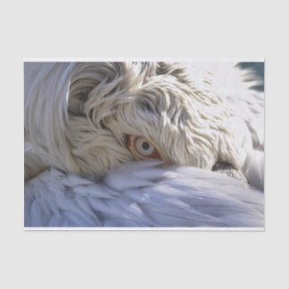 The Eye of a Pelican Tissue Paper