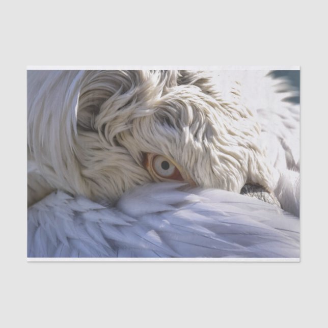 The Eye of a Pelican Tissue Paper (Front)