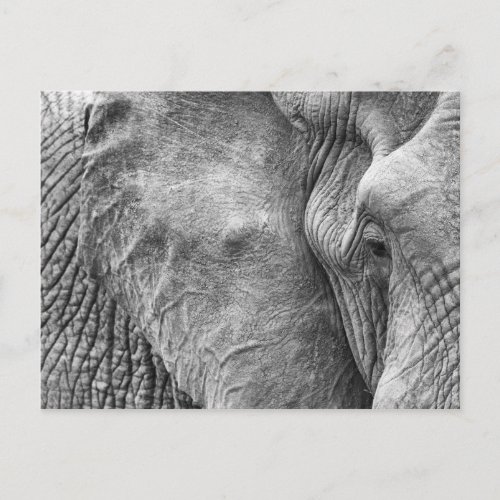 The eye of an elephant postcard