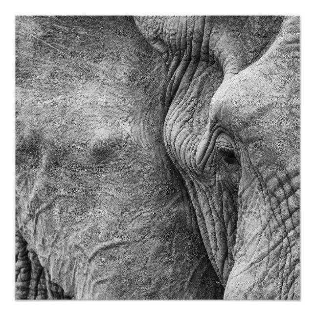 The eye of an elephant poster (Front)