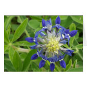 The Eye of Texas (Front Horizontal)