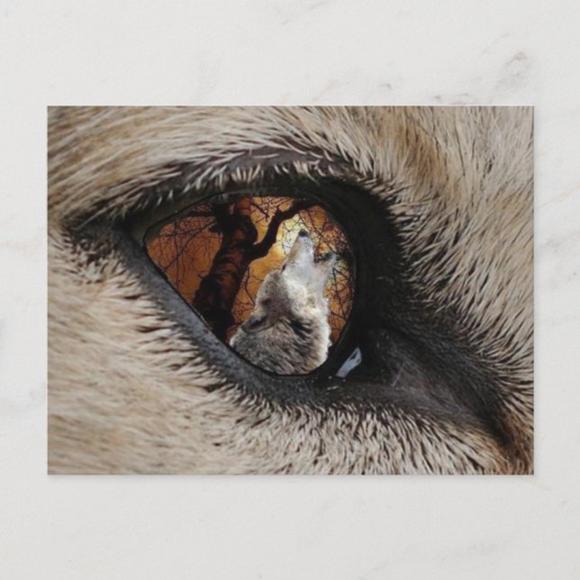 The Eye of the Wolf Postcard (Front)
