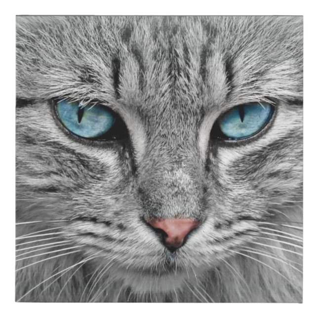 The Eyes of a Cat Faux Canvas Print (Front)