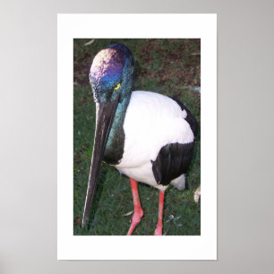 The Eyes That Follow Australia Color Photography Poster