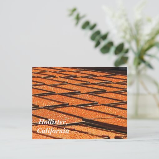 The Famous Apricots of Hollister, California Postcard Zazzle