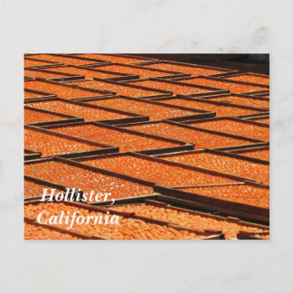 The Famous Apricots of Hollister, California Postcard