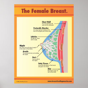 Anatomical chart - female breast