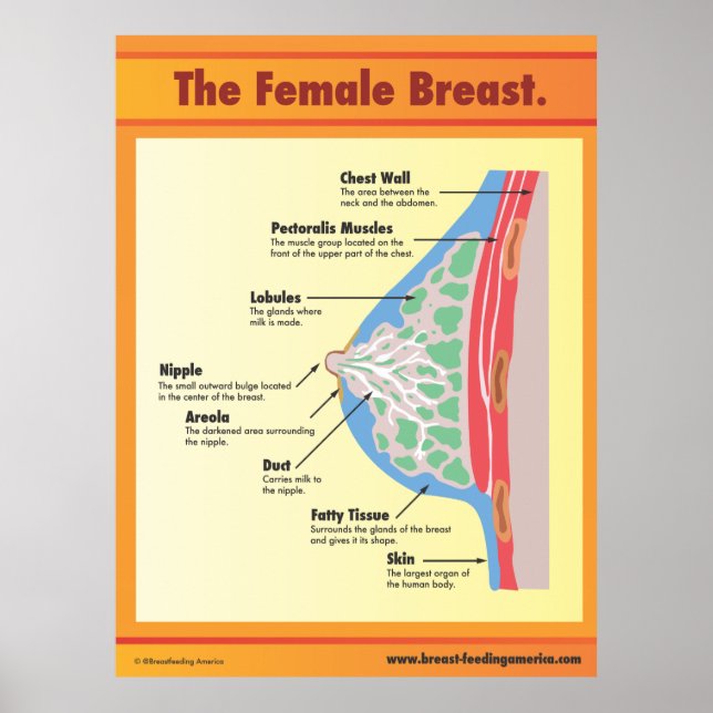 The Female Breast Poster (Front)