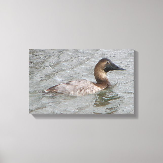 The Female Canvasback A Large Diving Duck Canvas Print (Front)