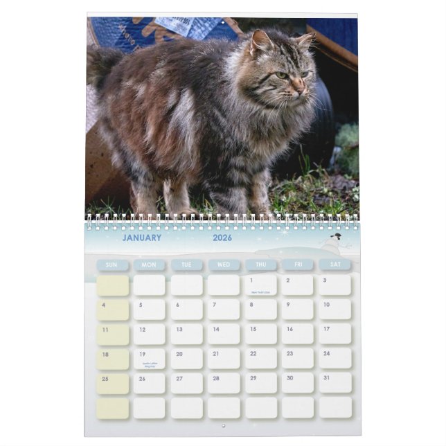 The Feral LIfe Photo Cats 2026 Calendar (Jan 2026)