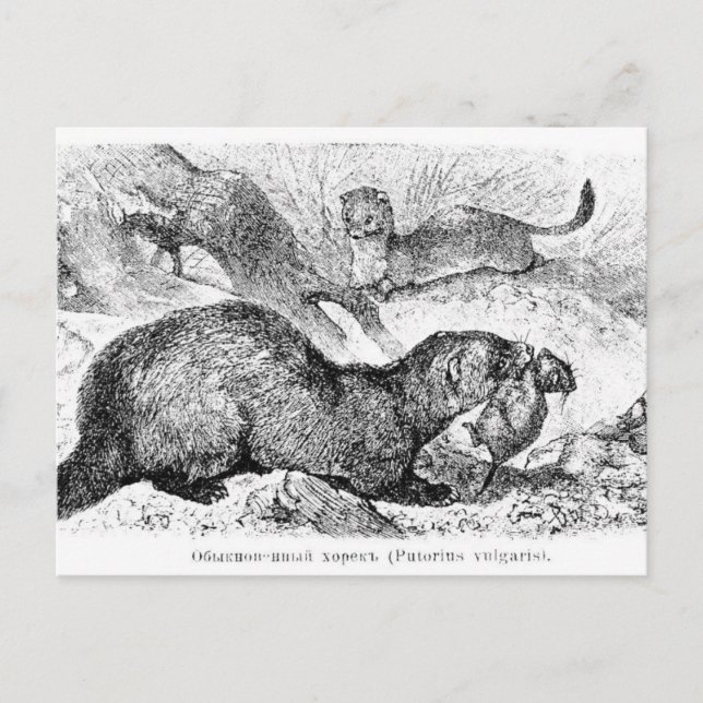 The Ferret Postcard (Front)