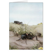 THE FIELD CRICKET (Front)