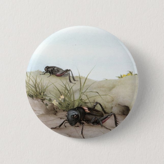 THE FIELD CRICKET BUTTON (Front)