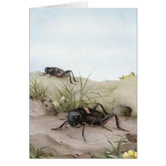 THE FIELD CRICKET CARDS