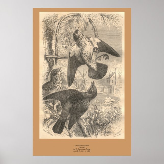 The Fieldfares Poster (Front)