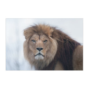 The Fierce Gaze of a Male Lion in Focus Acrylic Print