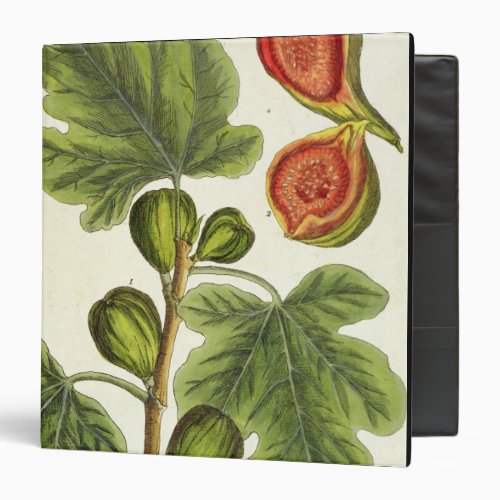 The Fig Tree plate 125 from A Curious Herbal p Binder