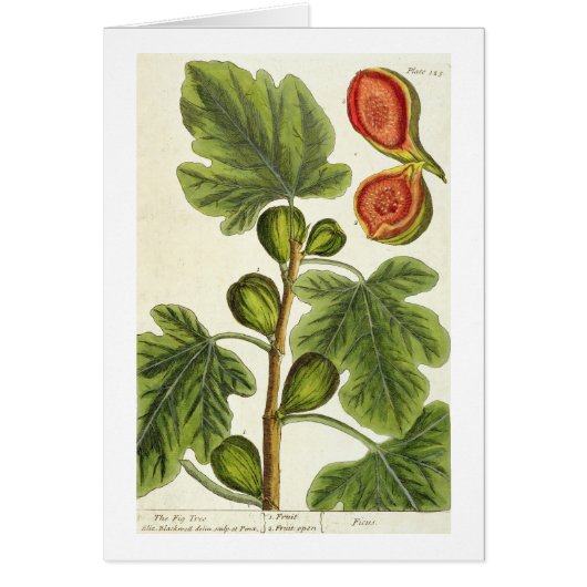 The Fig Tree, plate 125 from 'A Curious Herbal', p Cards (Front)