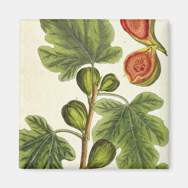 The Fig Tree, plate 125 from 'A Curious Herbal', p Magnet (Front)