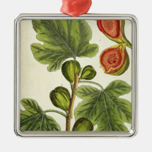 The Fig Tree, plate 125 from 'A Curious Herbal', p Metal Ornament