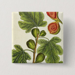 The Fig Tree, plate 125 from 'A Curious Herbal', p Pinback Button