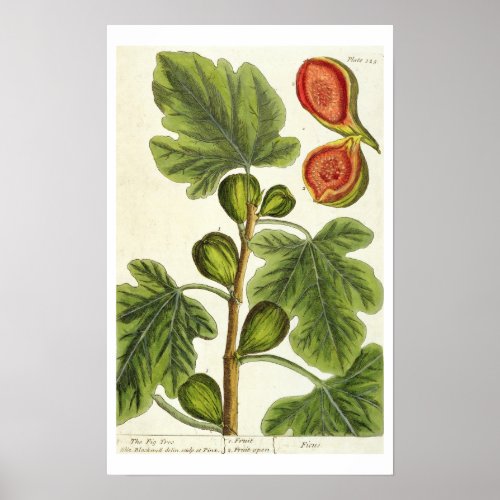 The Fig Tree plate 125 from A Curious Herbal p Poster