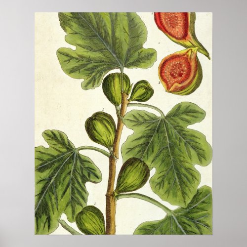 The Fig Tree plate 125 from A Curious Herbal p Poster