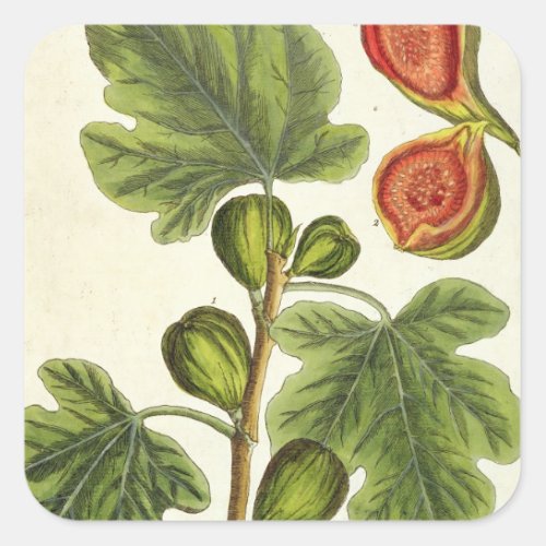 The Fig Tree plate 125 from A Curious Herbal p Square Sticker