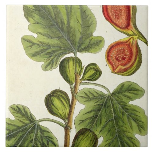 The Fig Tree plate 125 from A Curious Herbal p Tile