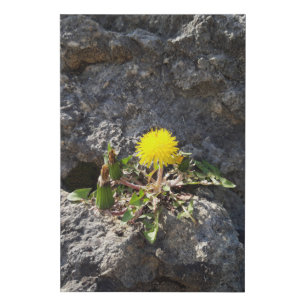 The fighter, dandelions on the rock faux canvas print