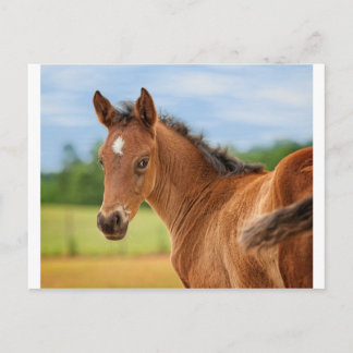 The Filly Postcard