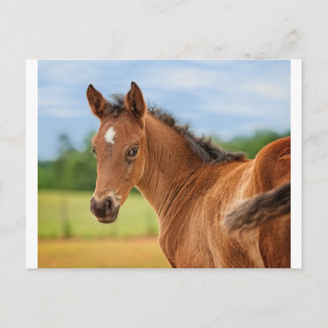 The Filly Postcard (Front)