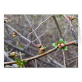the first buds (Front Horizontal)