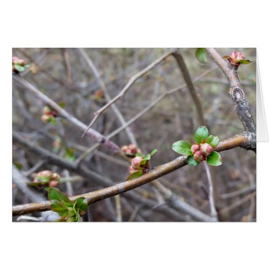 the first buds (Front Horizontal)